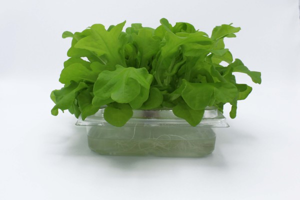 ANL Packaging tray to grow your own salads